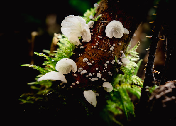 Quinault Rainforest Mushroom Festival